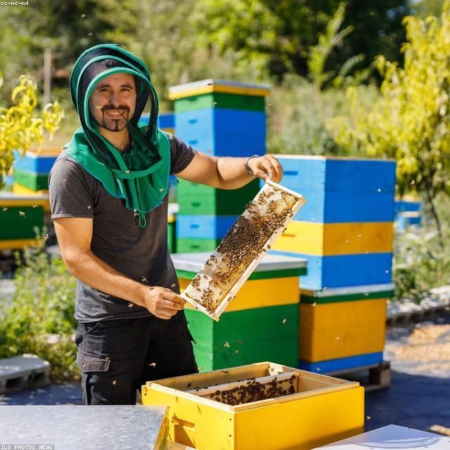 Propolis kapi