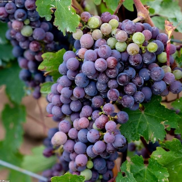 Crveno vino